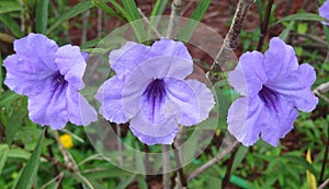 Purple flowers in the garden, closeup