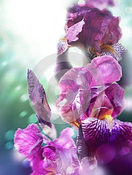Purple flowers of garden iris. Bokeh effect, blurred background.