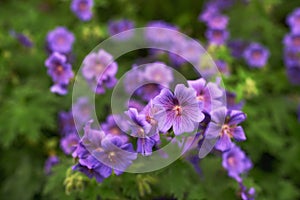 Purple, flowers and garden or landscape for spring with blossom, growth and plants for green outdoor. Beautiful, vibrant