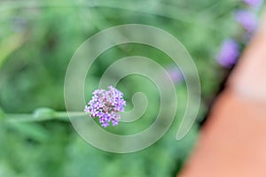 Purple flowers in a garden park meadow