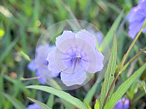 Purple flowers in the garden ,Ruellia tuberosa