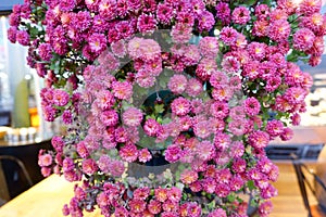 Viola fiori giardino 