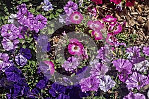 Purple Flowers in the Garden during Spring