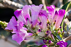 Purple flowers of the Garlic Vine