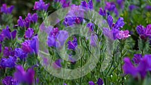 Purple flowers gently blowing during a spring afternoon. Purple lupine flowers grow in a stark volcanic landscape