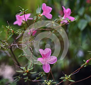 Purple flowers of Geranium soboliferum Japanese cranesbill in a greenhouse in the Botanical Garden of Moscow University `Pharmac