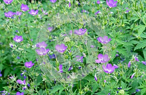 Purple flowers Geranium sylvaticum, common name as wood cranesbill or woodland geranium