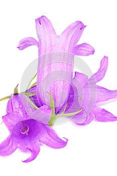 Purple Flowers of Giant Bellflower photo