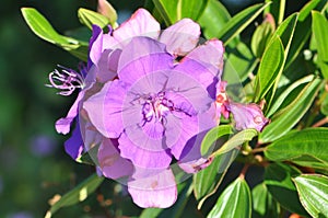 Purple flowers of the Glory bush in the sunlight