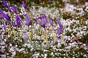 Purple flowers and grass in hailstorm