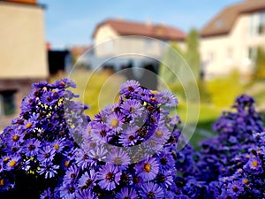 Purple flowers in grass in nature or in the garden.