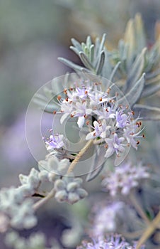 Purple flowers and gray foliage of the Australian native shrub Dicrastylis lewellinii, family Lamiaceae