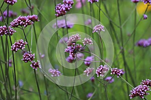 Purple flowers on a green background. Verbena bonariensis. photo