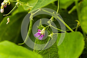 Purple Flowers of green bean on a bush. French beans growing on the field. Plants of flowering string beans. snap beans slices.