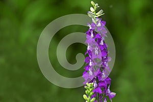 Purple flowers in green blur background