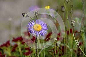 Purple flowers in green blur background