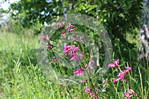 Purple flowers and green grass