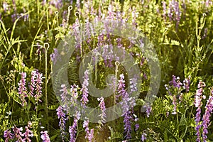 Purple flowers in green grass. beautiful wild flowers in a forest glade close-up in the sunset sunlight. summer mood