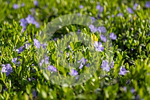 Purple flowers in green grass meadow, spring closeup. Sunny nature texture