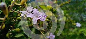 Purple flowers with green leaf backgroun with selective focus.