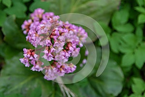 Purple flowers on green leaves background. Top viev. Selective focus. Copy space