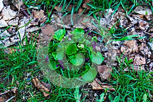 Purple flowers and green leaves on the ground