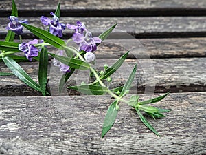 Purple flowers and green leaves on old wooden bench