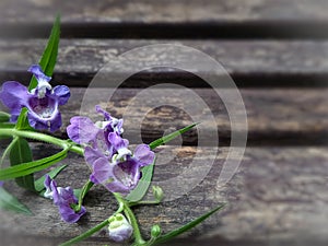 Purple flowers and green leaves on old wooden bench