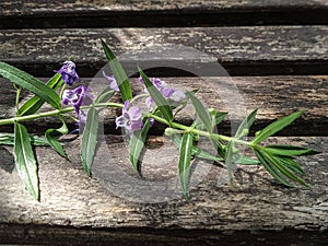 Purple flowers and green leaves on old wooden bench