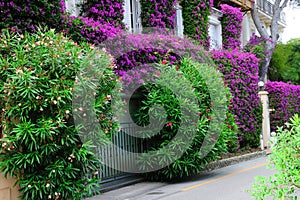 purple flowers and green trees beside street