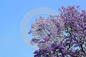 Purple flowers grow on top of a jacaranda tree on blue sky
