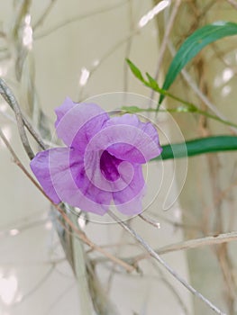 purple flowers that grow vines on the wall