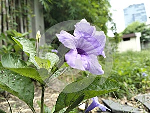 purple flowers that grow wildly in the wind among the bushes