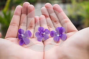 Purple flowers on hand of the girl