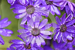 Purple flowers in hertfordshire, England