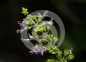 Purple Flowers of Holy Basil or Tulsi