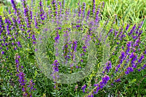 Purple flowers of Hyssopus officinalis Hyssop