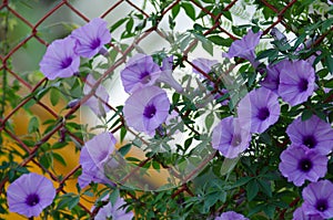 Purple flowers Ipomoea Cairica Beautiful bloom on fence A star