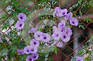 Purple flowers Ipomoea Cairica Beautiful bloom on fence A star