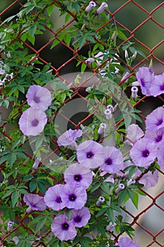 Purple flowers Ipomoea Cairica Beautiful bloom on fence A star