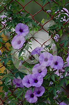 Purple flowers Ipomoea Cairica Beautiful bloom on fence A star