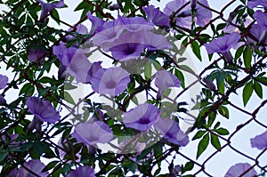 Purple flowers Ipomoea Cairica Beautiful bloom on fence A star