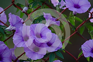 Purple flowers Ipomoea Cairica Beautiful bloom on fence A star