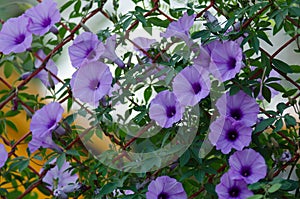 Purple flowers Ipomoea Cairica Beautiful bloom on fence A star