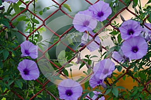 Purple flowers Ipomoea Cairica Beautiful bloom on fence A star