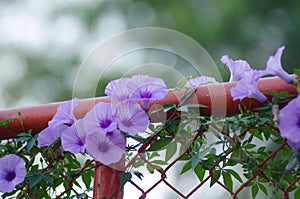 Purple flowers Ipomoea Cairica Beautiful bloom on fence A star