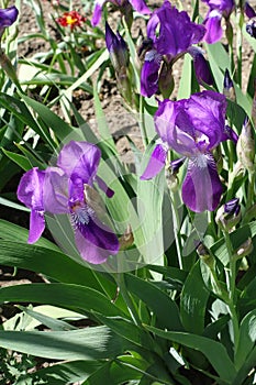 Purple flowers of Iris germanica in spring