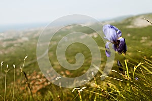 Purple flowers irises above the steep