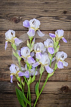 Purple flowers irises on wooden background