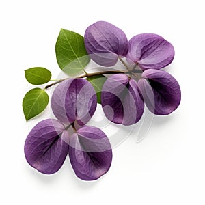 Purple Flowers Isolated On White Background With Green Leaves